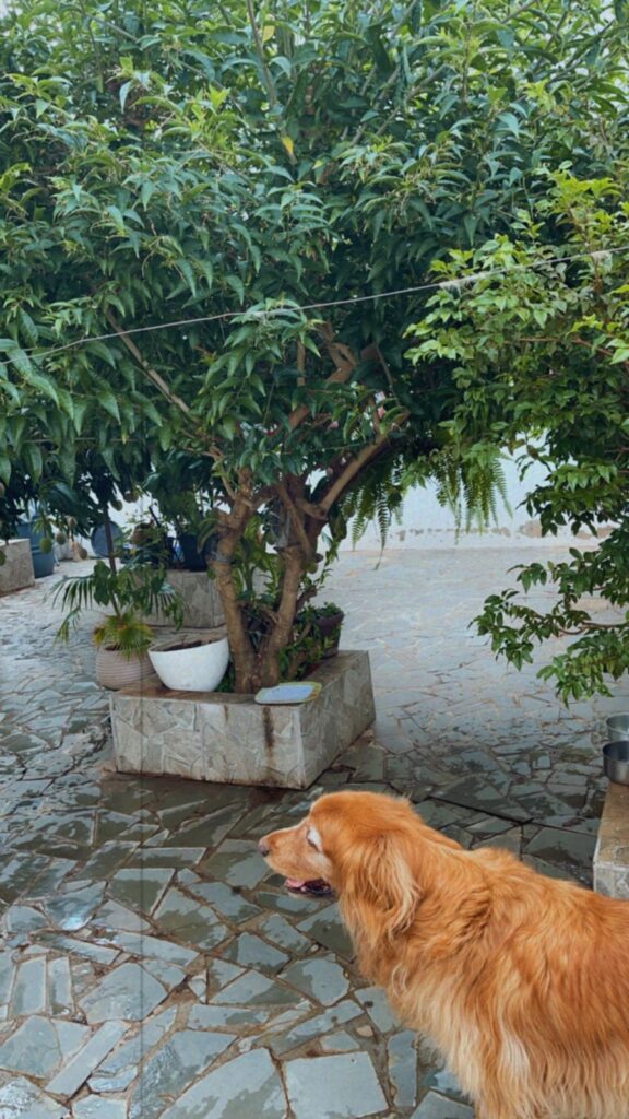 88432dc5-1f32-4a72-aad4-0f9810db2313